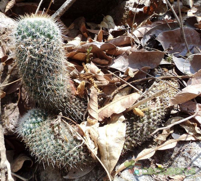 Una foto de Mammillaria nunezii