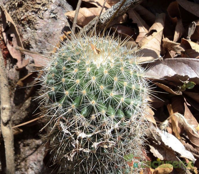 Una foto de Mammillaria nunezii