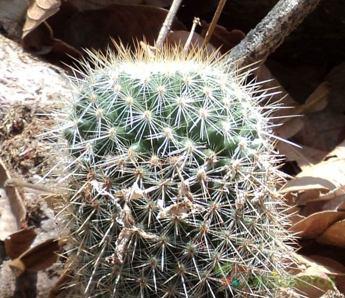 Una foto de Mammillaria nunezii