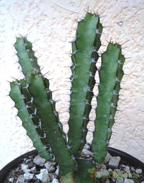 Una foto de Euphorbia limpopoana