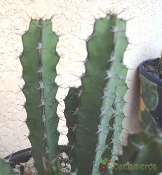 Una foto de Euphorbia limpopoana