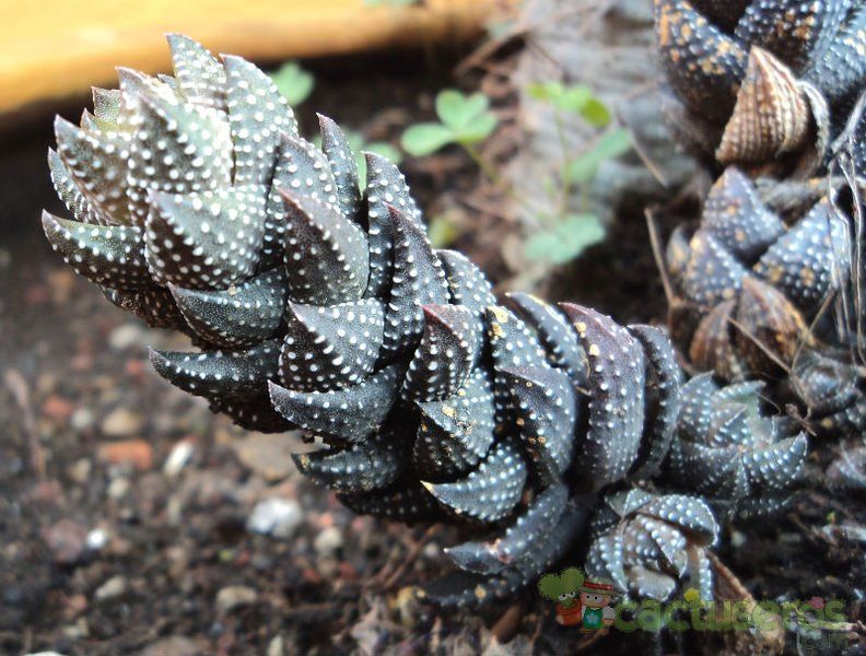A photo of Haworthia coarctata