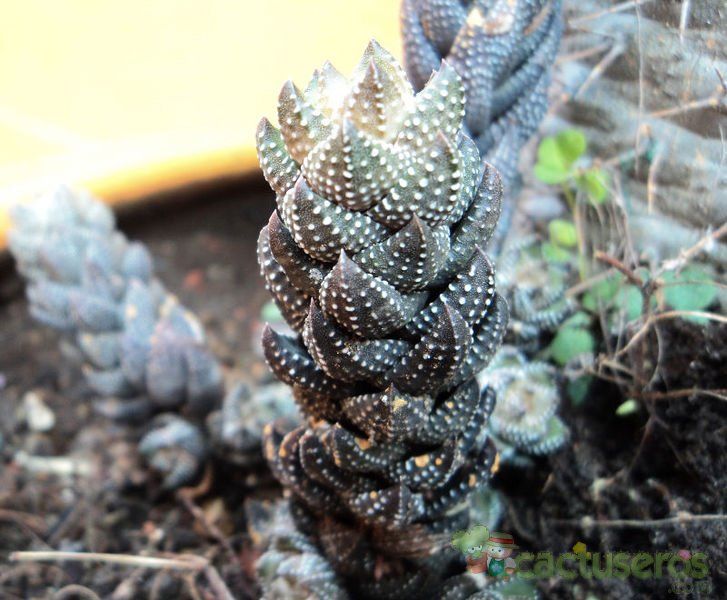 A photo of Haworthia coarctata