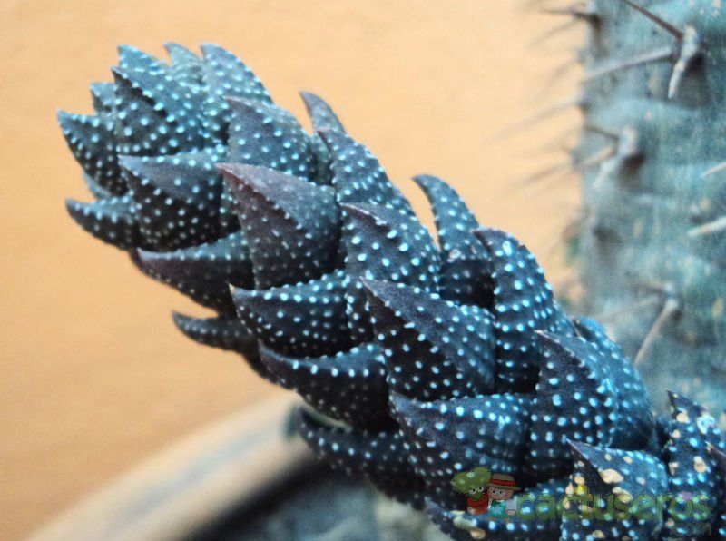 A photo of Haworthia coarctata