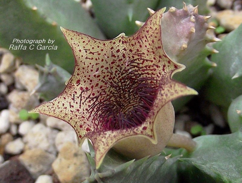 A photo of Huernia barbata  
