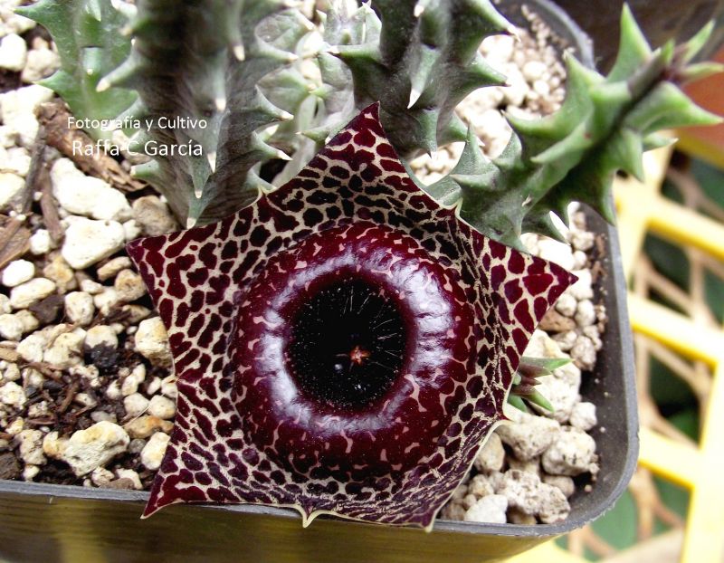 A photo of Huernia reticulata