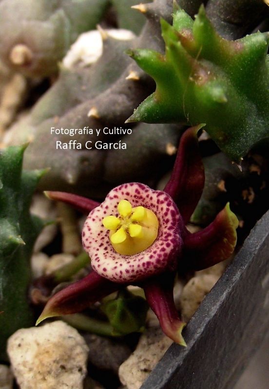 A photo of Duvalia maculata  