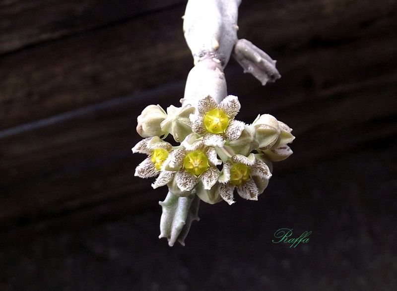A photo of Caralluma burchardii subsp. maura