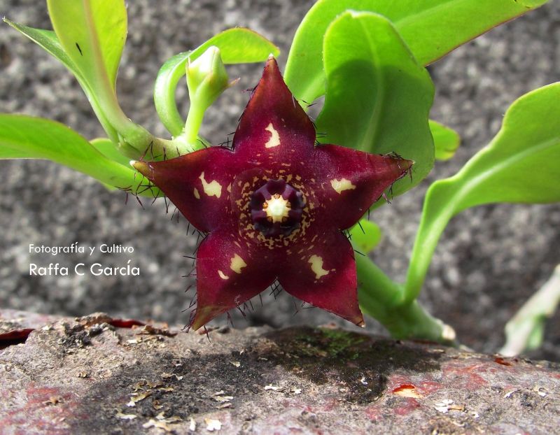 Una foto de Frerea indica
