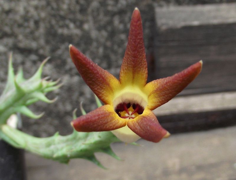Una foto de Orbea distincta