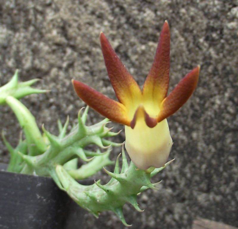 Una foto de Orbea distincta