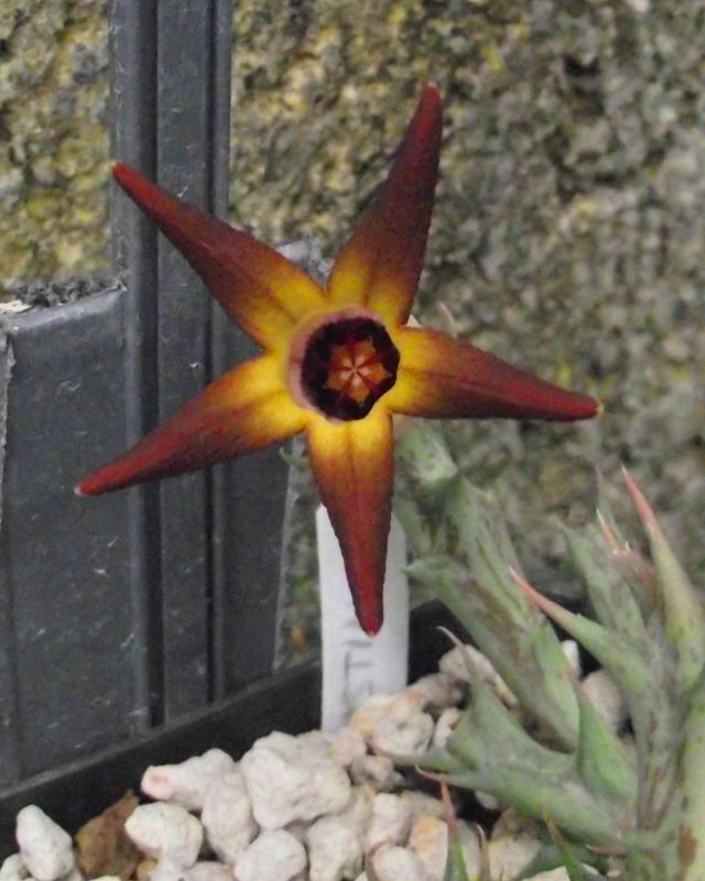 Una foto de Orbea distincta