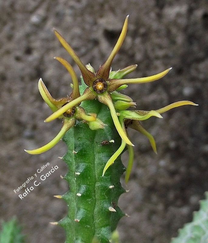 A photo of Echidnopsis montana