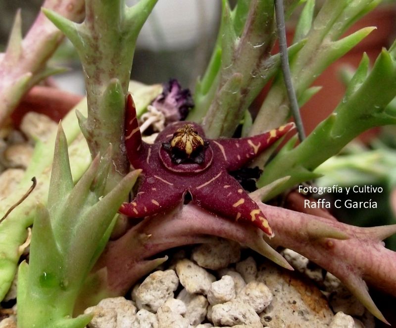 Una foto de Orbea halipedicola