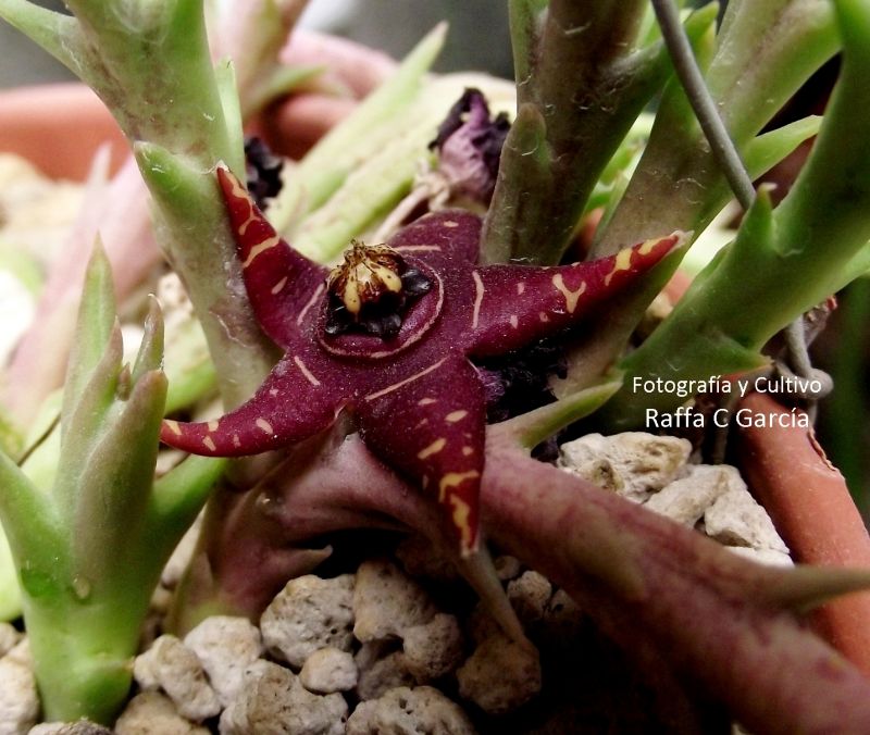 Una foto de Orbea halipedicola