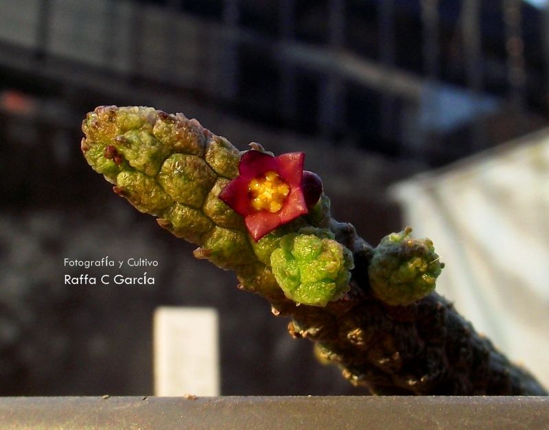 Una foto de Echidnopsis leachii