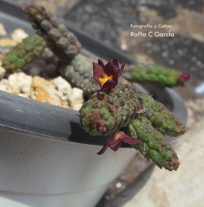 Una foto de Echidnopsis leachii