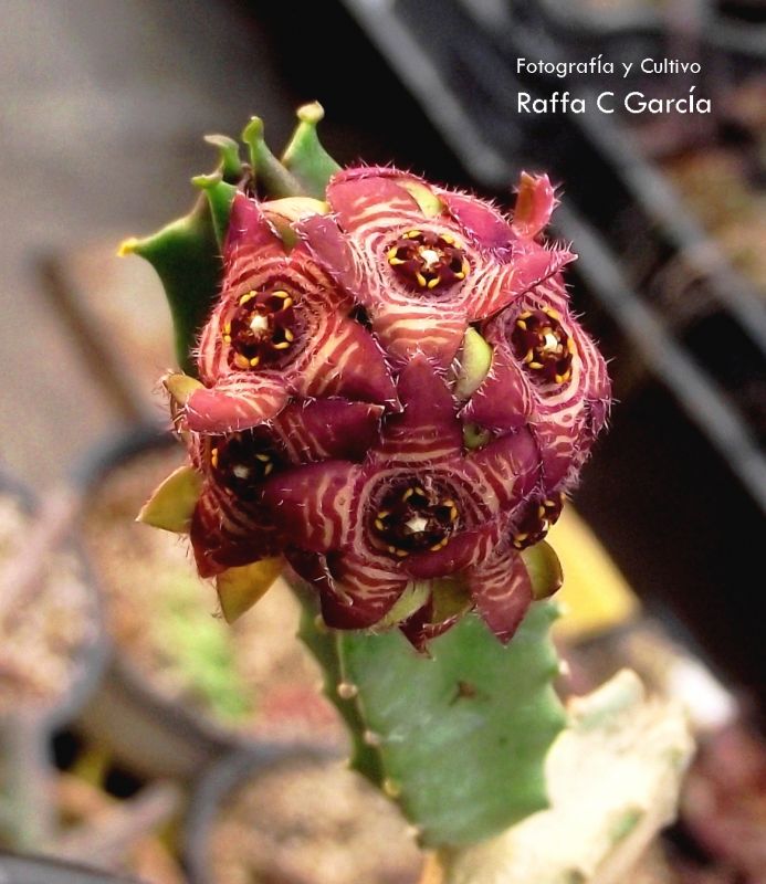 A photo of Caralluma europaea  