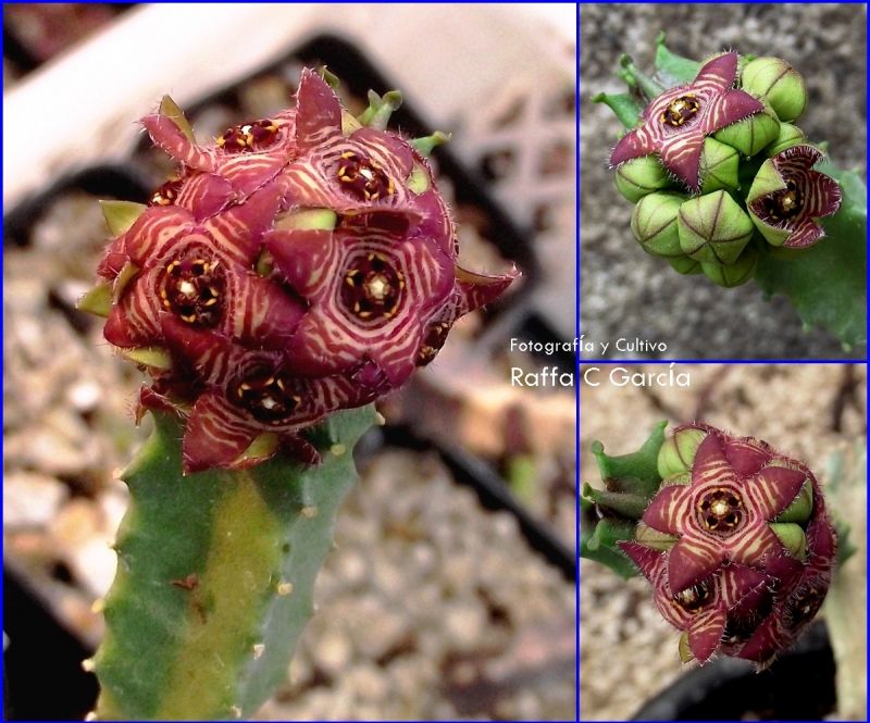 A photo of Caralluma europaea  