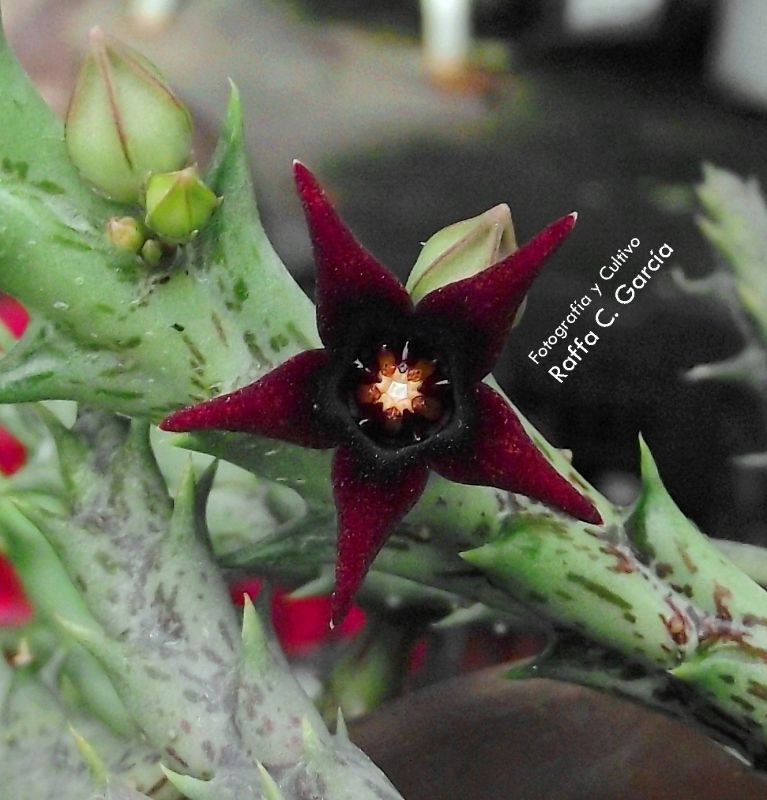 Una foto de Orbea semitubiflora