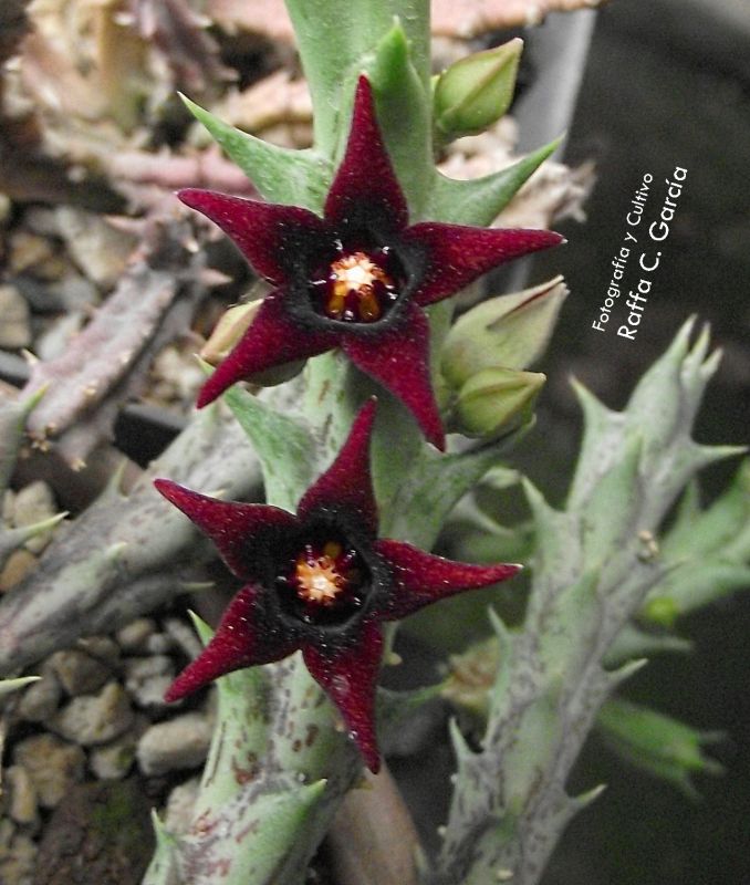 Una foto de Orbea semitubiflora