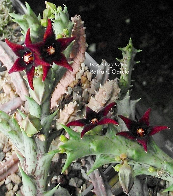 Una foto de Orbea semitubiflora