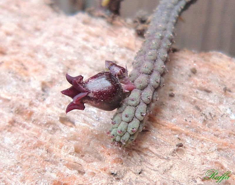 A photo of Echidnopsis ericiflora