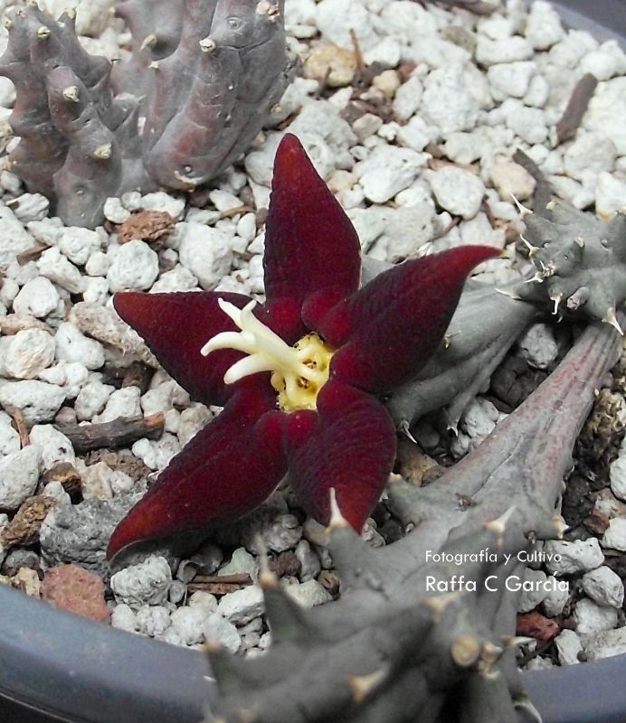 A photo of Piaranthus atrosanguineus
