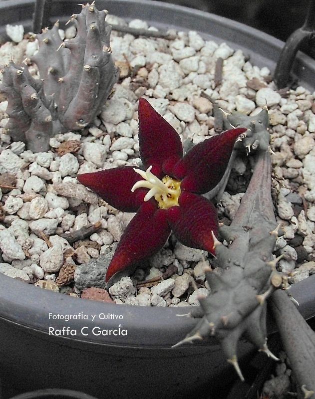 A photo of Piaranthus atrosanguineus