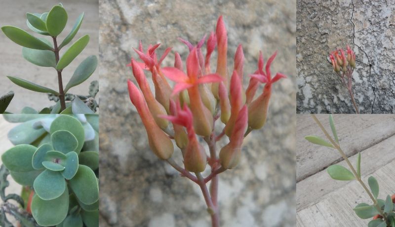 Una foto de Kalanchoe rotundifolia