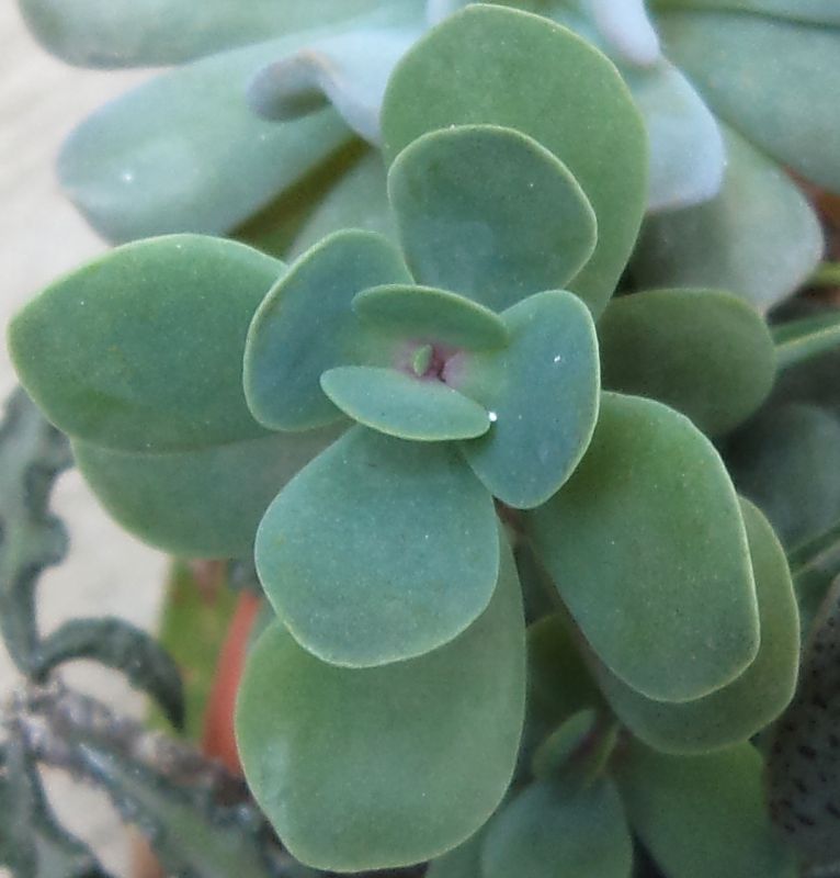 Una foto de Kalanchoe rotundifolia