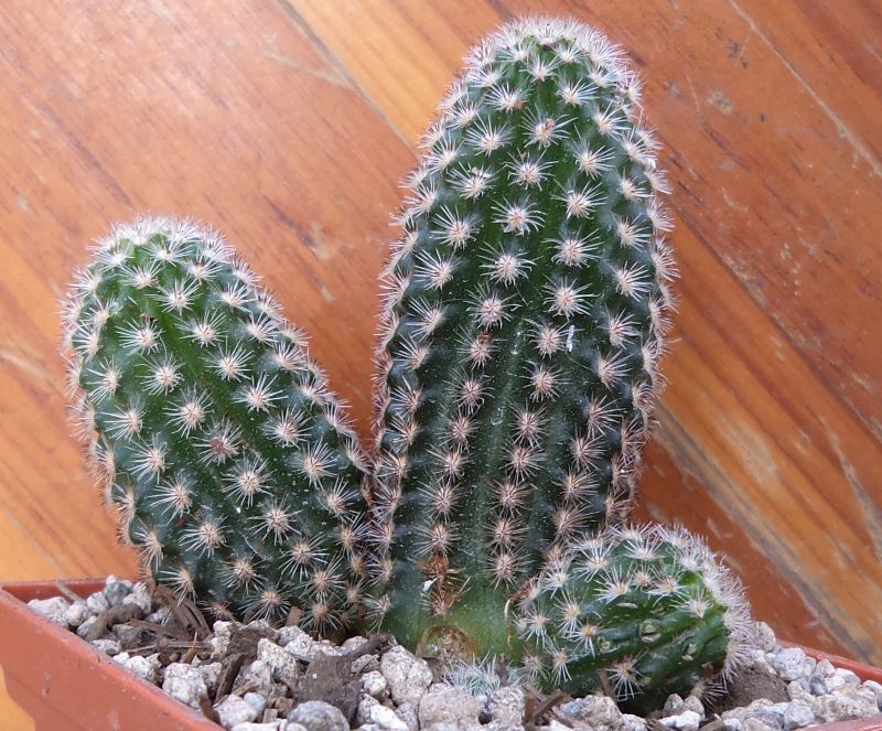 A photo of Pygmaeocereus bylesianus