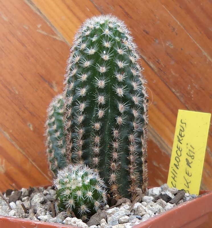 A photo of Pygmaeocereus bylesianus