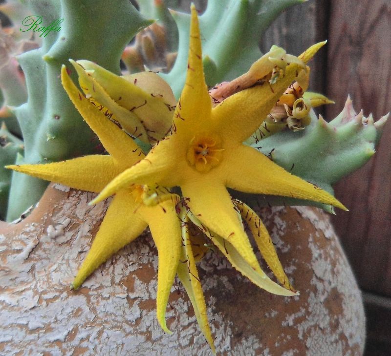 A photo of Orbea lutea