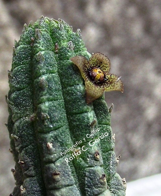 Una foto de Echidnopsis dammanniana