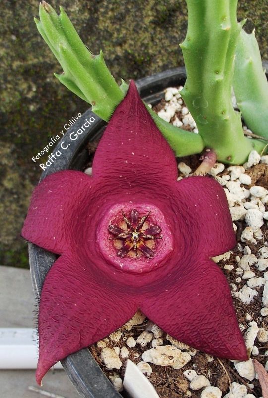 A photo of Stapelia incomparabilis