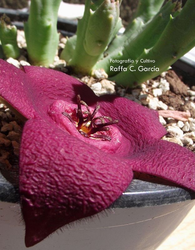 A photo of Stapelia incomparabilis