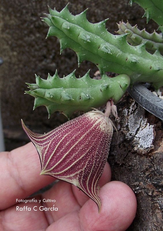 Una foto de Huernia keniensis var. nairobiensis