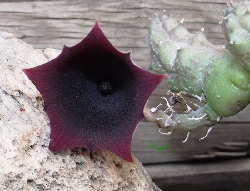 Una foto de Huernia keniensis var. nairobiensis