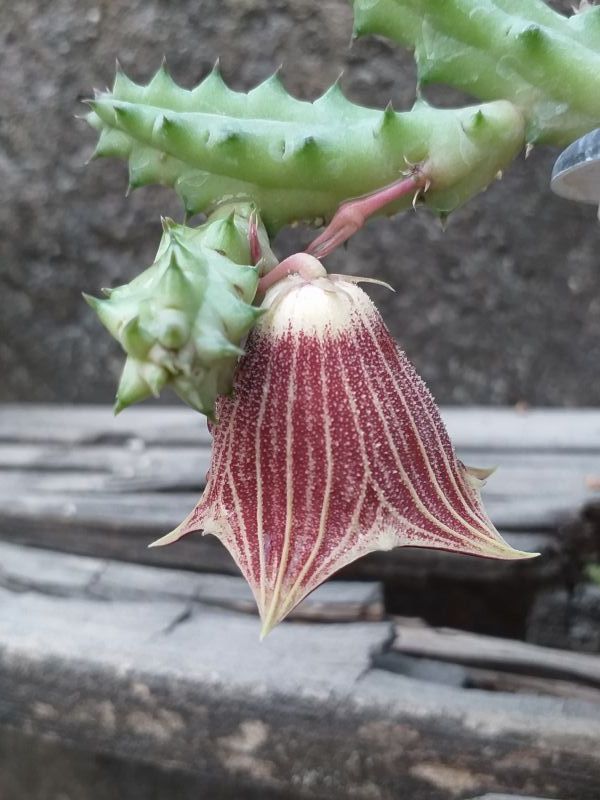 Una foto de Huernia keniensis var. nairobiensis