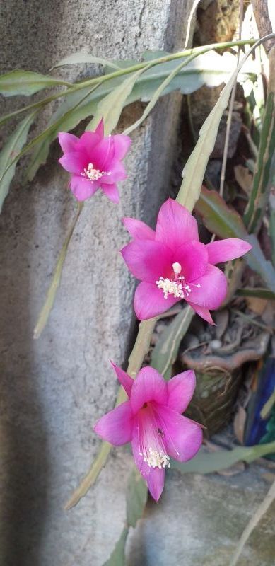 Una foto de Disocactus nelsonii