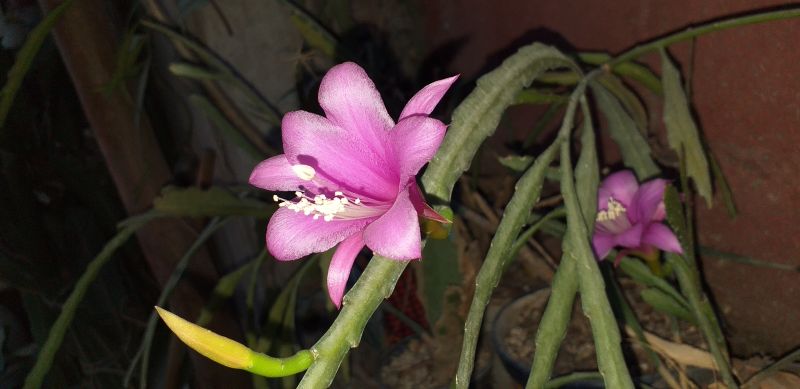 Una foto de Disocactus nelsonii