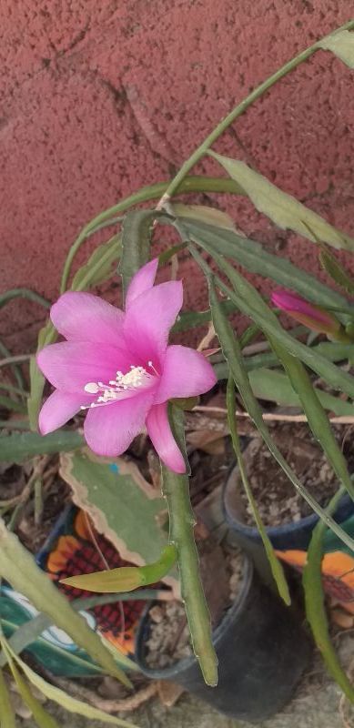 Una foto de Disocactus nelsonii