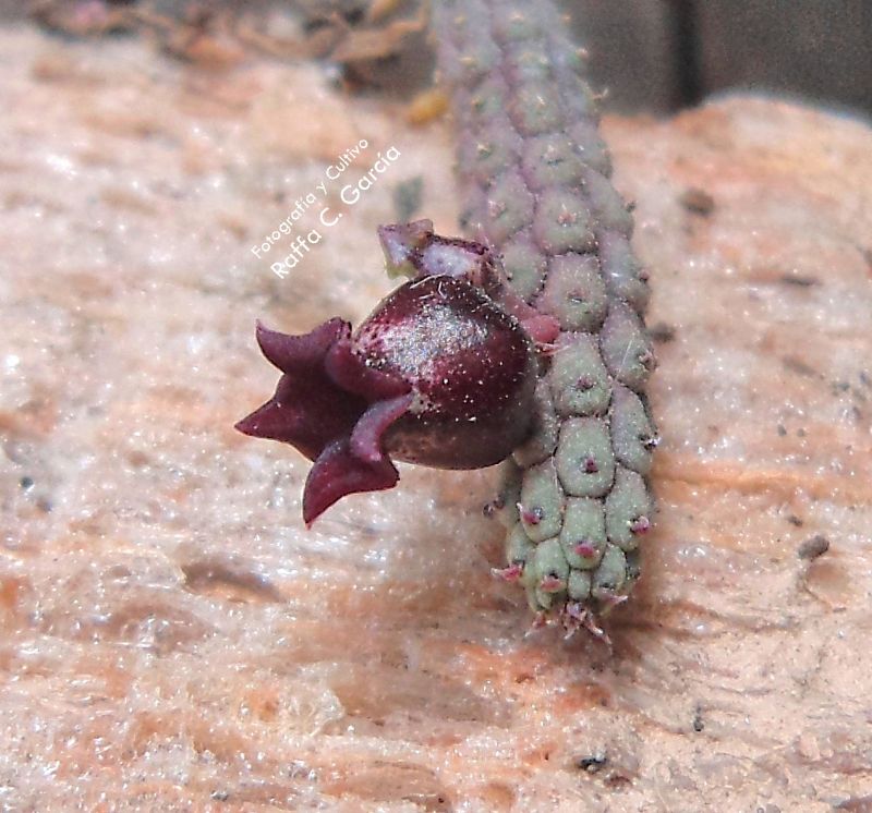 A photo of Echidnopsis ericiflora