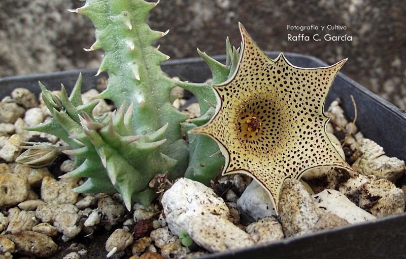 Una foto de Huernia pulchra