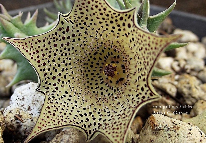 Una foto de Huernia pulchra