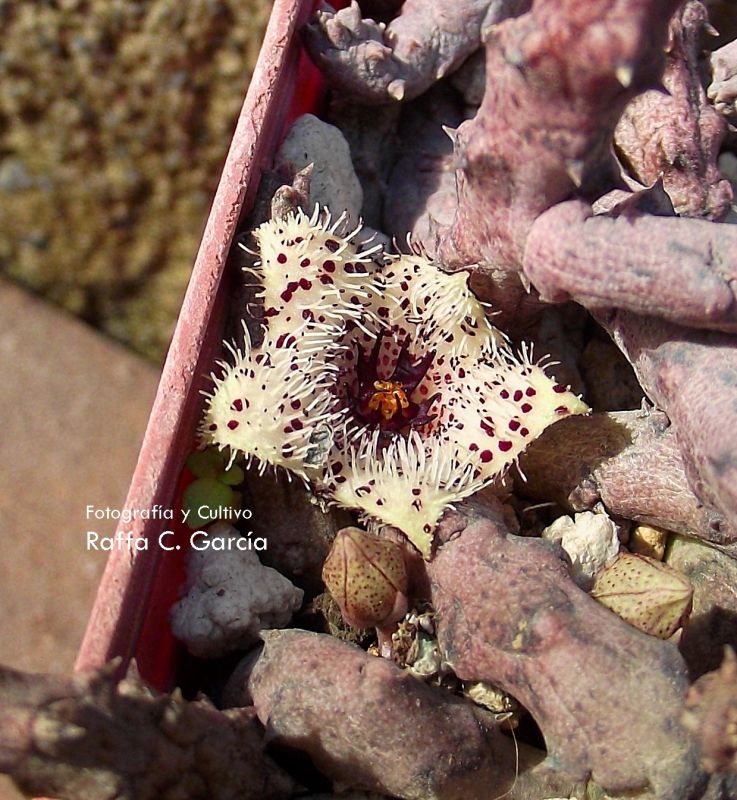Una foto de Stapelianthus madagascariensis