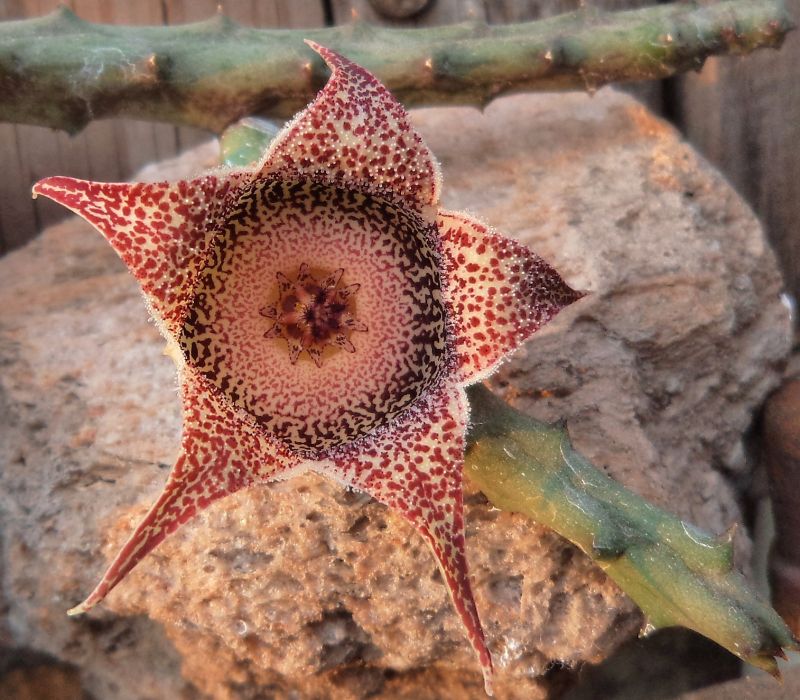 A photo of Orbeanthus hardyi