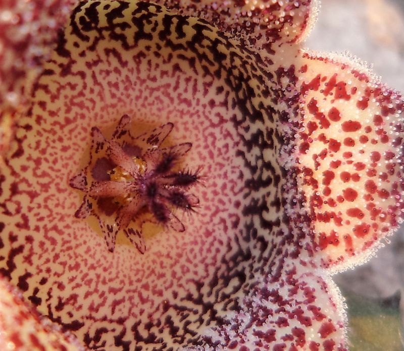 A photo of Orbeanthus hardyi
