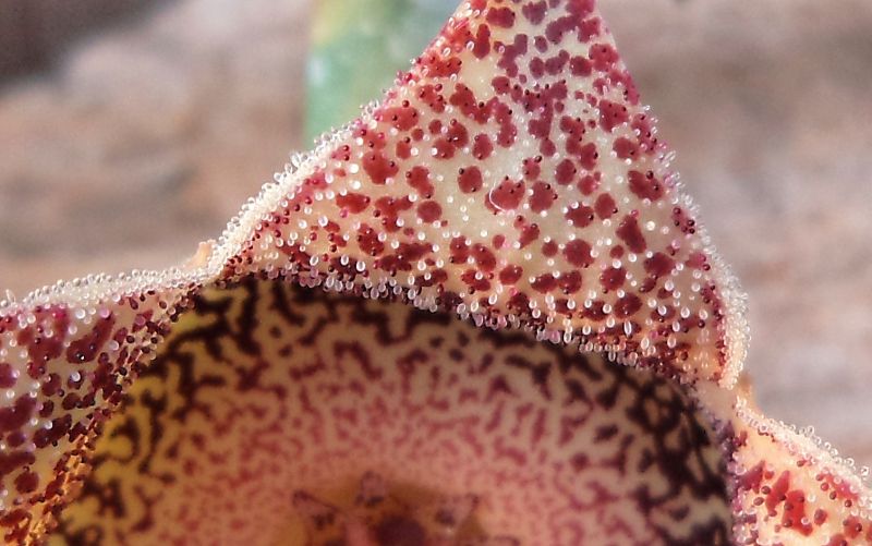 A photo of Orbeanthus hardyi